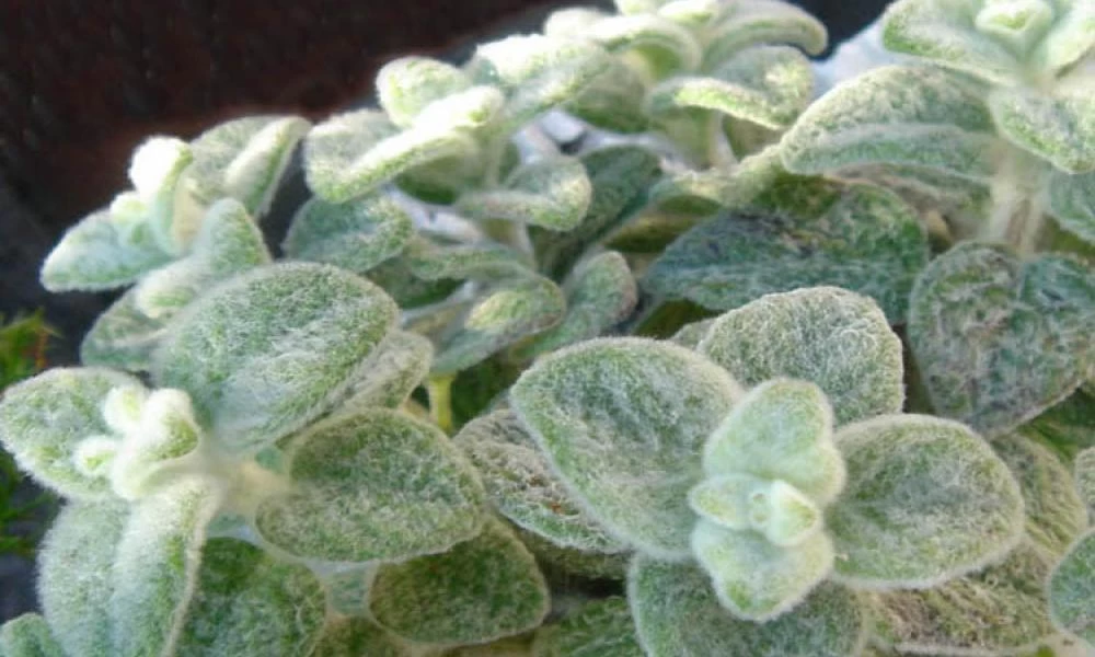 Δίκταμο: Ένα ευεργετικό βότανο στη διατροφή και την υγεία μας